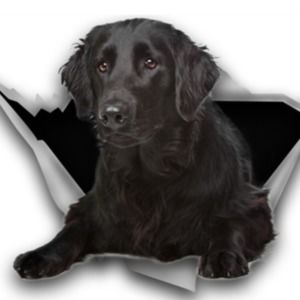 Meet your Posher, Olga